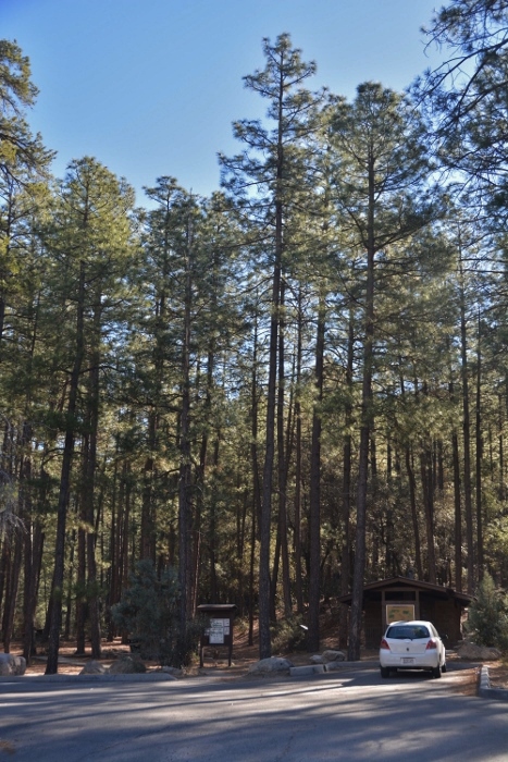 campground among the pines
